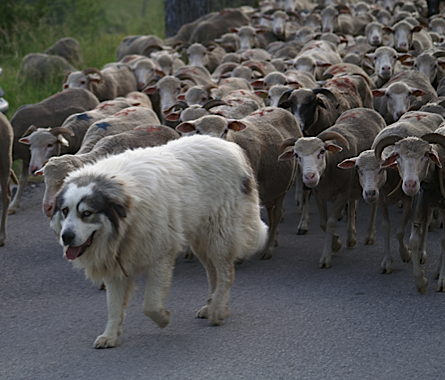 La transhumance en juin et octobre